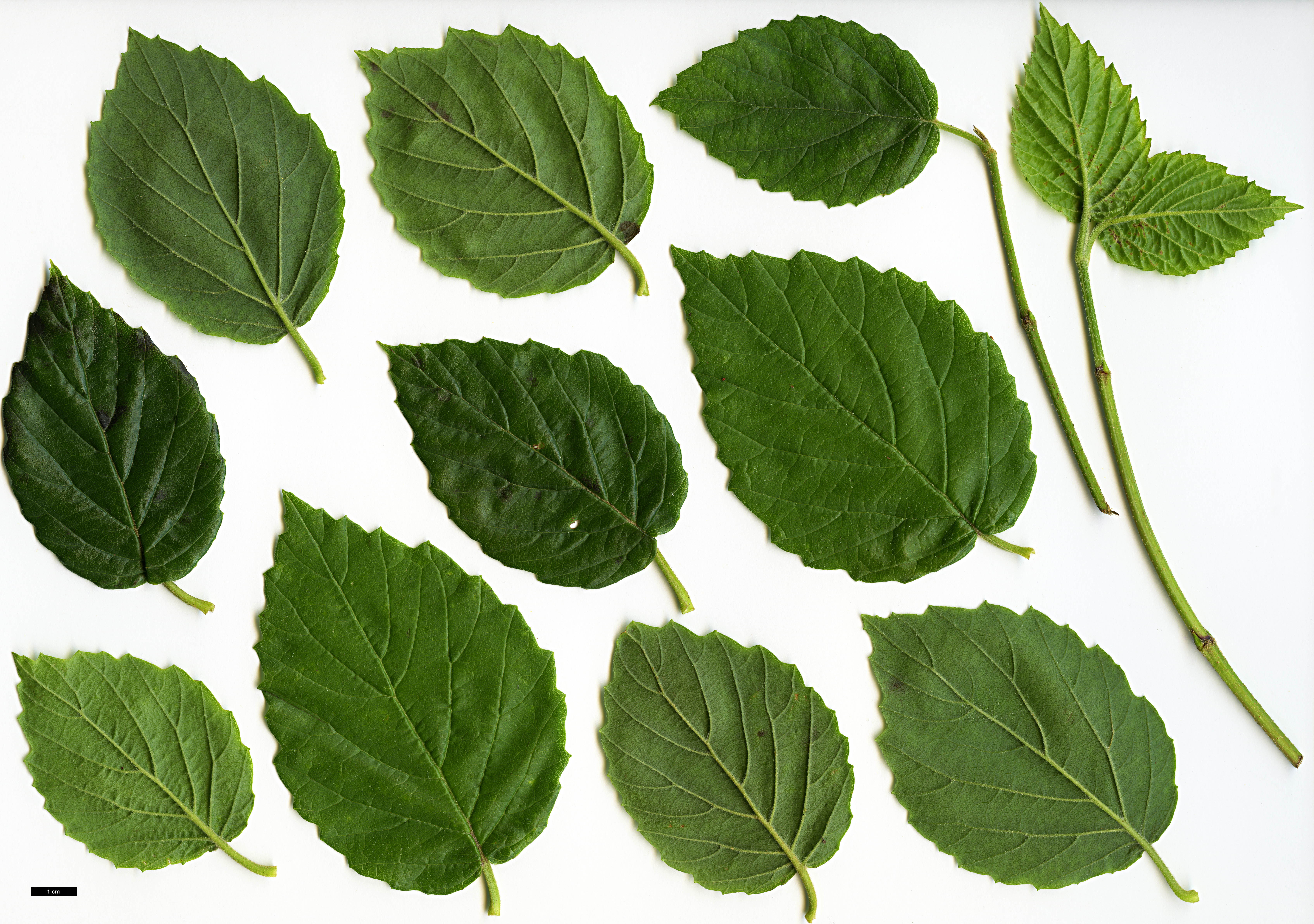 High resolution image: Family: Adoxaceae - Genus: Viburnum - Taxon: bracteatum - SpeciesSub: 'Emerald Lustre'